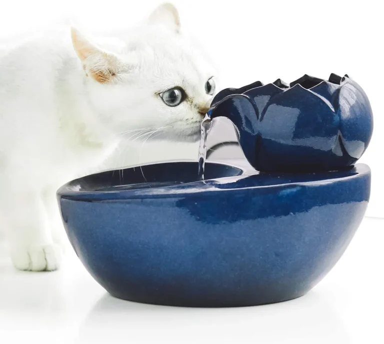 10 Best Cat Water Bowls of 2024: Top Picks for Happy, Hydrated Cats