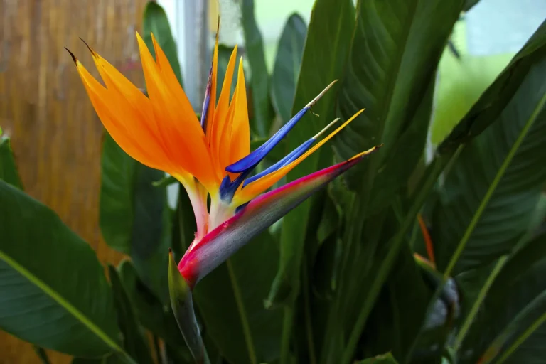 10 Best Hawaiian Flowers for Your Garden in 2024: Stunning Picks!