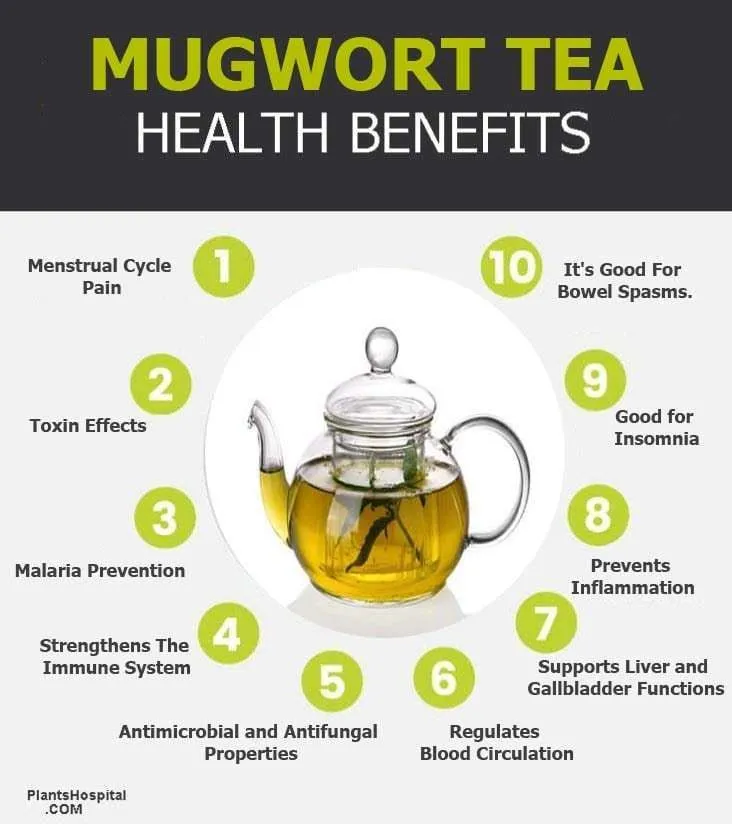 10 Best Mugwort Tea Products to Try in 2024 for Health Benefits