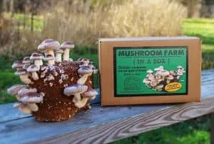 10 Best Mushroom Growing Kits of 2024 for Home Cultivation