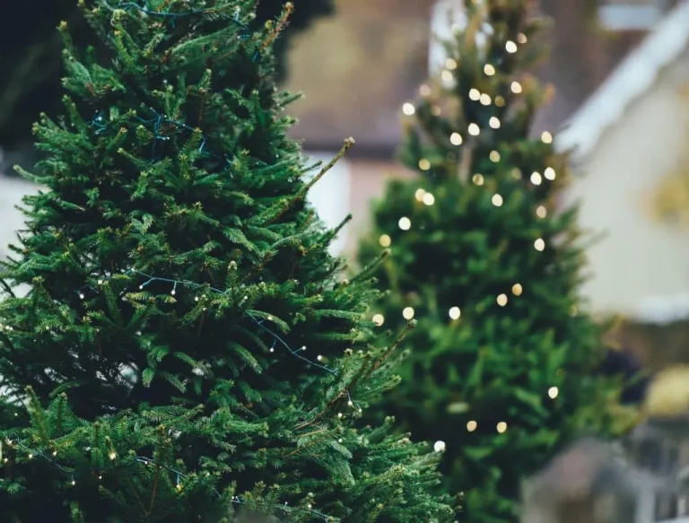 10 Best Places to Buy a Christmas Tree in 2024: Ultimate Guide