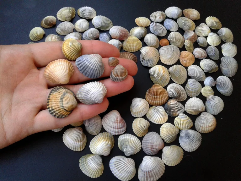 10 Best Sea Shell Products to Buy in 2024 for Beach Lovers