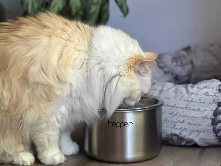 10 Best Stainless Steel Cat Water Fountains for 2024: Top Picks Revealed