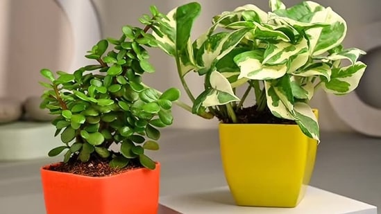 Best Home Plants: Top Picks for 2024 to Enhance Your Living Space