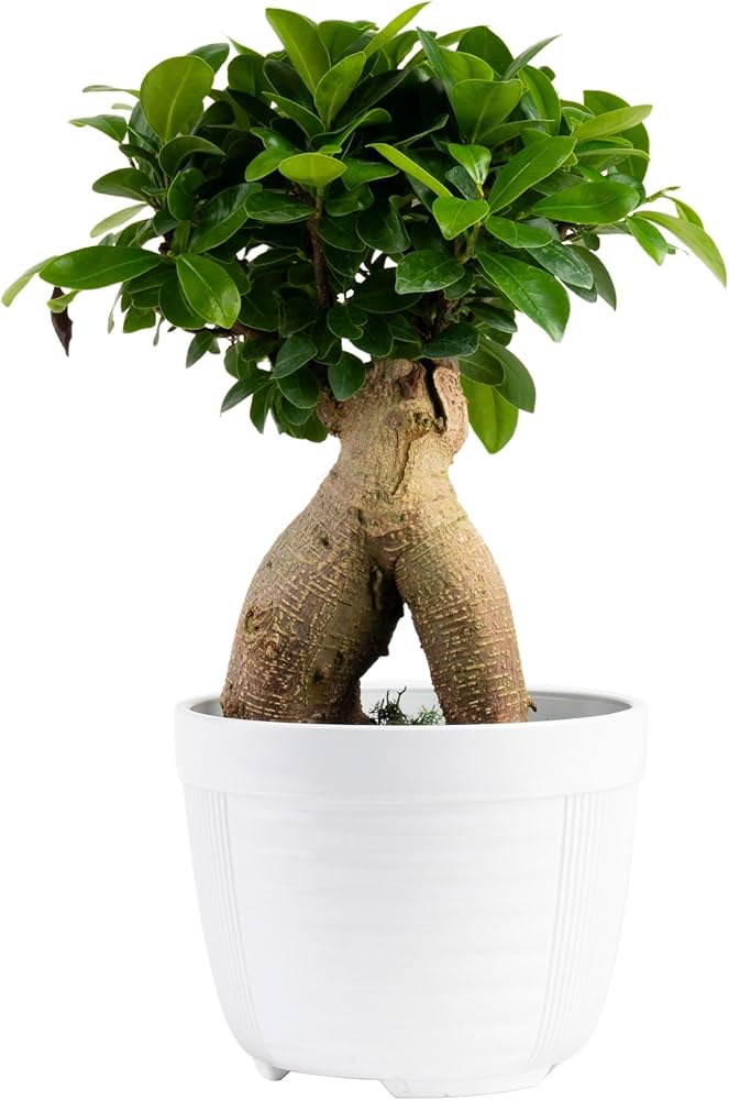 10 Best Bonsai Trees for Your Home in 2024: Top Picks and Care Tips