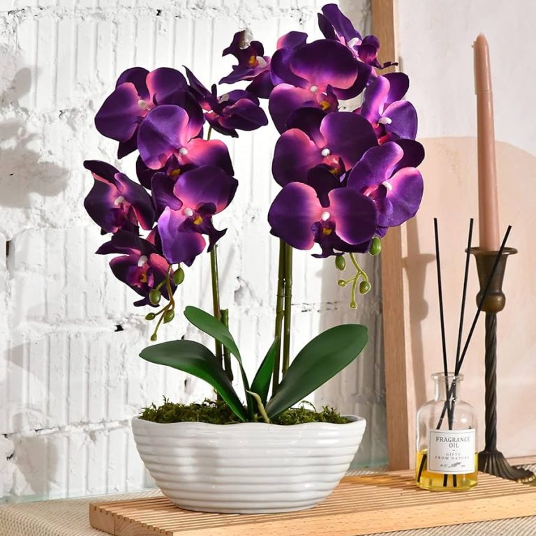 10 Best Orquideas: Top Picks for Stunning Orchids in 2024