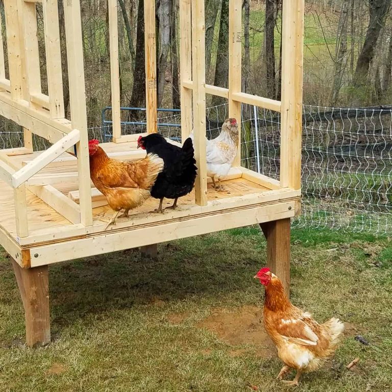 10 Best Chicken Coop Plans for 2024: Top Designs for Your Backyard