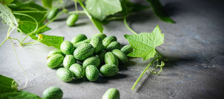 10 Best Cucamelon Products to Buy in 2024: Top Picks for Your Garden