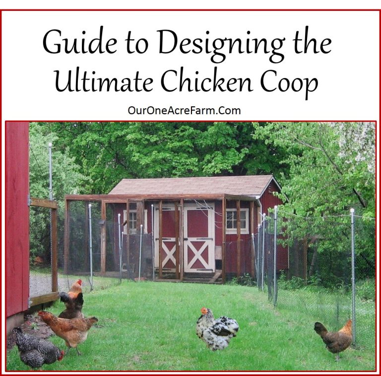 10 Best Chicken Houses for Optimal Backyard Poultry Raising in 2024