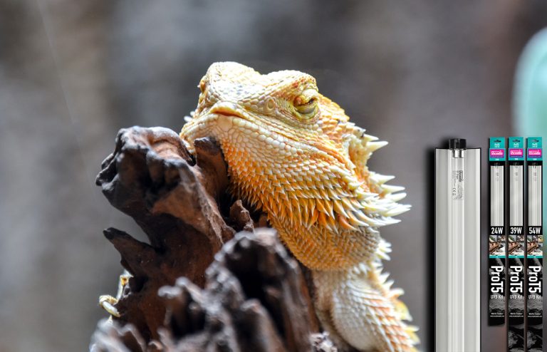 10 Best Bearded Dragon Enclosures for 2024: Top Picks for Your Pet