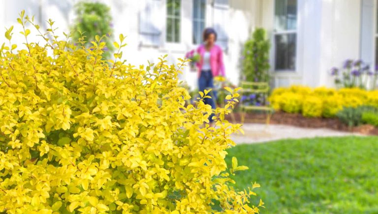 Best Sunshine Ligustrum: The Top Picks for 2024’s Garden Essentials