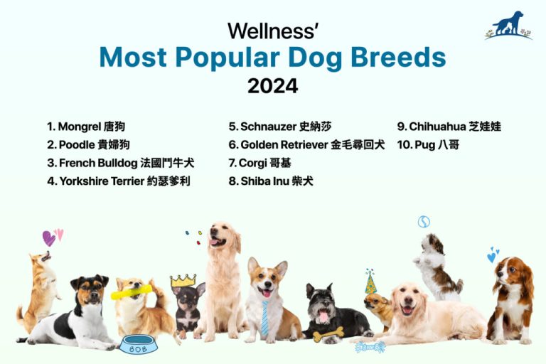 10 Best Dogs for Walking: Top Breeds to Consider in 2024