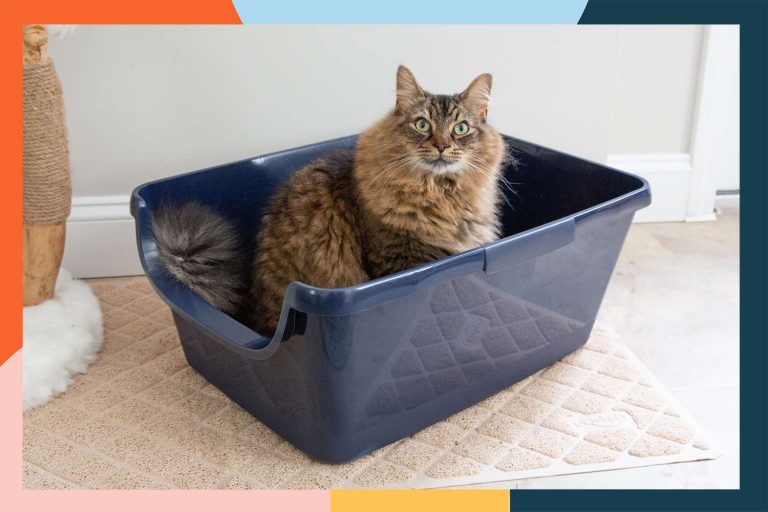 10 Best Litter Boxes of 2024: Top Picks for a Clean Cat Experience