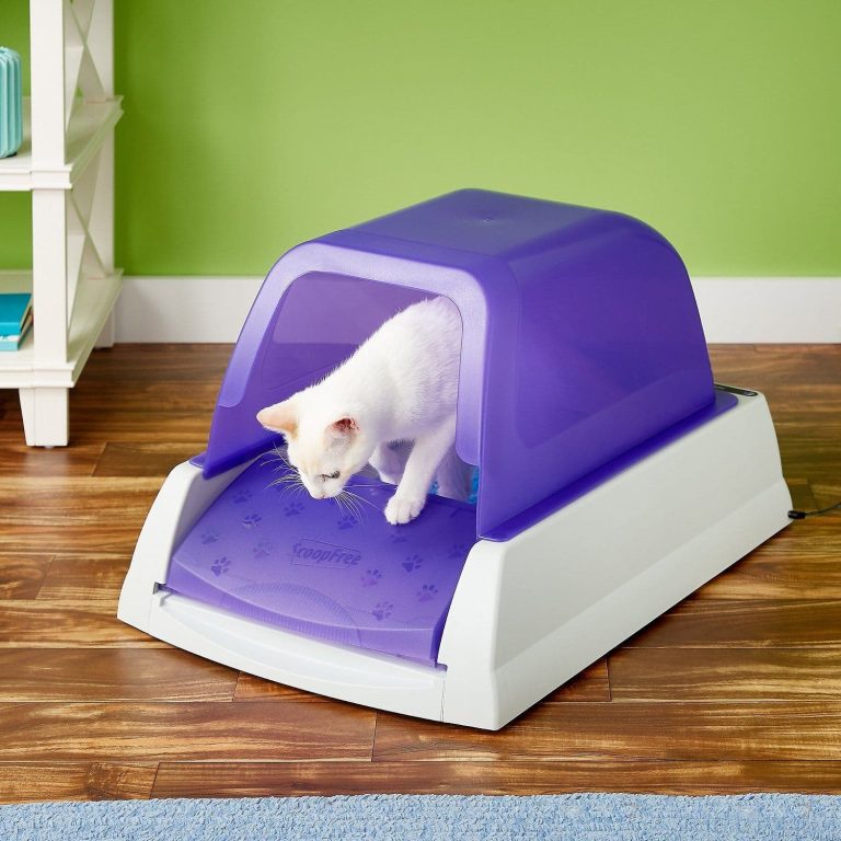 10 Best Kitty Litters of 2024: Top Choices for Clean and Happy Cats