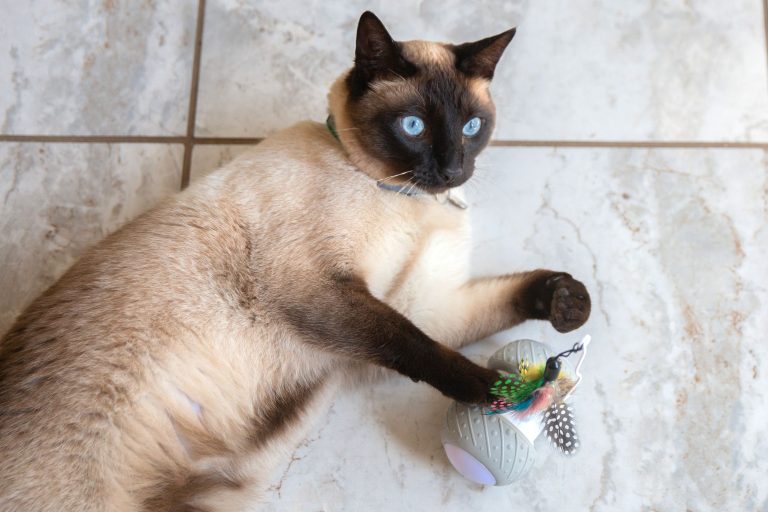 10 Best Cat Toys for 2024: Top Picks for Your Feline Friend