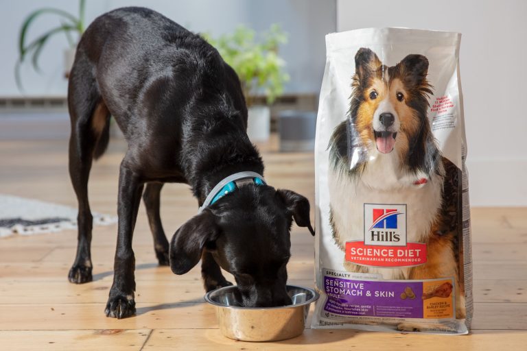 Best Wet Dog Food for Sensitive Stomach: Top Picks for 2024