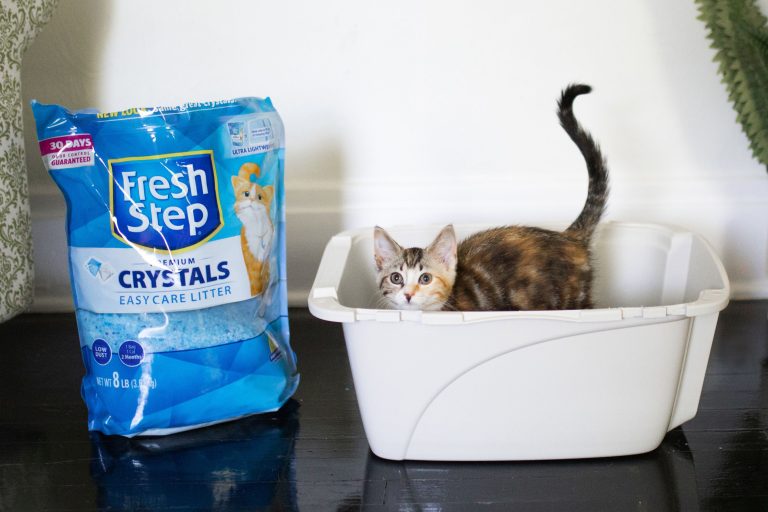 10 Best Litter Boxes for Multiple Cats in 2024: Top Picks Reviewed!