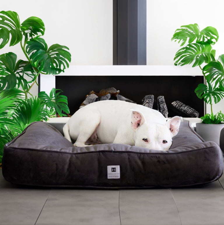 Dog Bed Buying Guide: Find the Perfect Comfort for Your Furry Friend