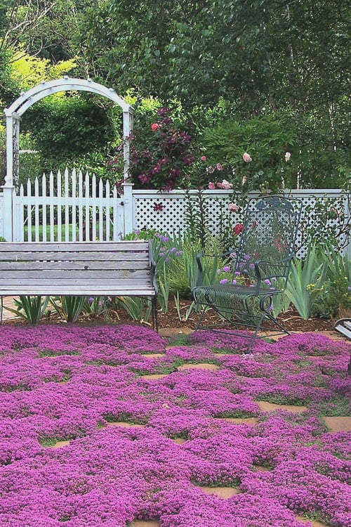 10 Best Red Creeping Thyme Products for Your Garden in 2024