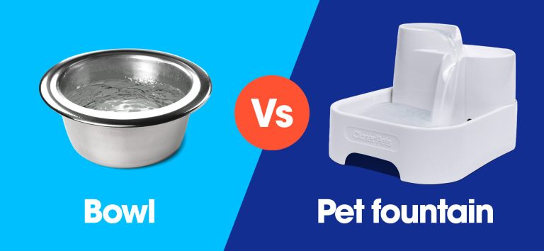 10 Best Pet Water Fountains of 2024: The Ultimate Guide to Hydration