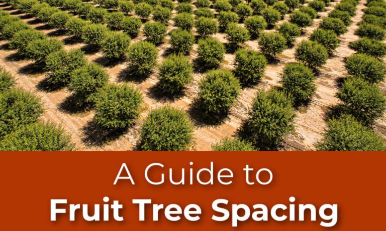 10 Best Avocado Trees for Your Garden in 2024: Top Picks and Tips