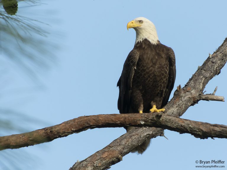 Best Wildlife Camera: Top Picks for 2024 That Capture Nature’s Beauty