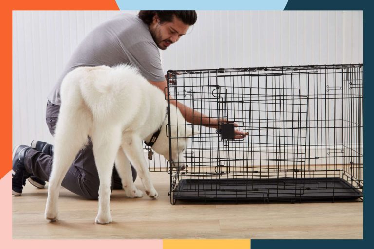 10 Best Puppy Crates of 2024: Top Picks for Your Furry Friend