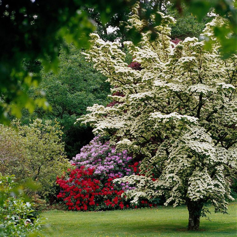 10 Best Fast Growing Trees for Your Garden in 2024