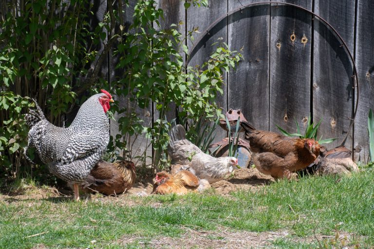 10 Best Chicken Waterers for 2024: Top Picks for Your Flock’s Needs