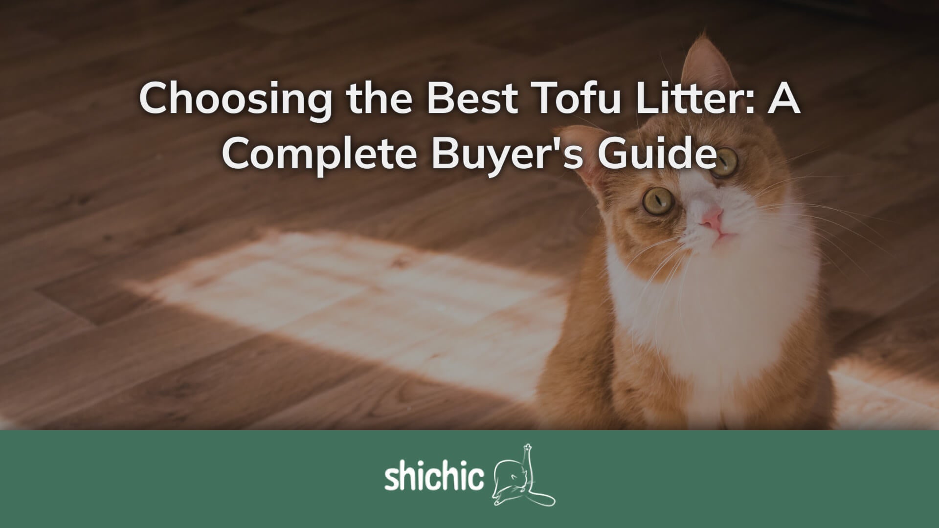 Clumping Cat Litter Buying Guide: Choose the Best for Your Feline Friend