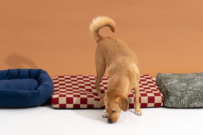 Best Orthopedic Dog Bed: Top Picks for Comfort and Support in 2024