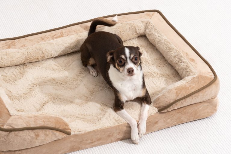 10 Best Dog Beds for Large Dogs in 2024: Ultimate Comfort & Support