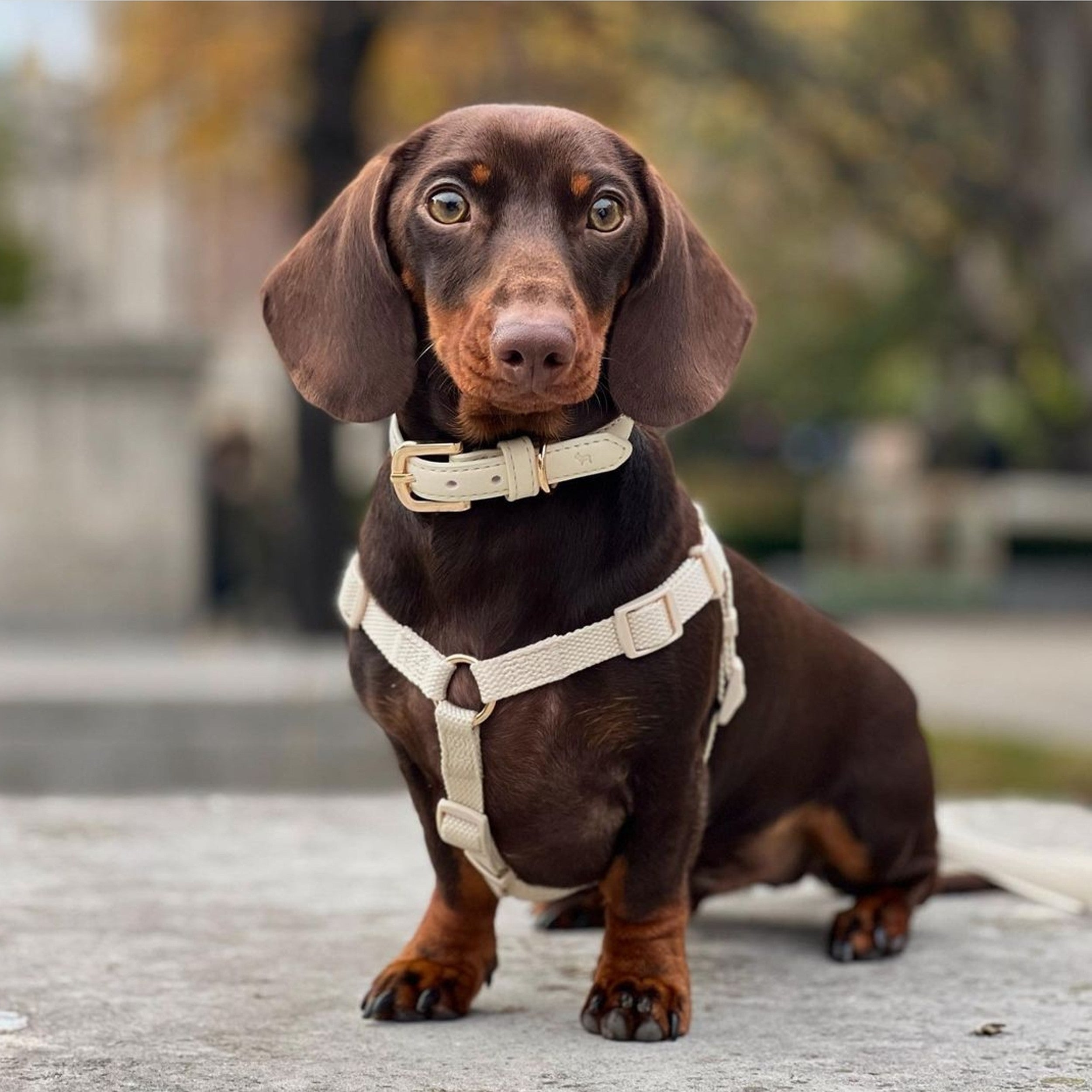 Dog Harnesses Buying Guide: Your Ultimate Guide to Choosing the Best!