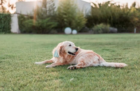 Lawn Trimmer Buying Guide: Essential Tips for Choosing the Right One