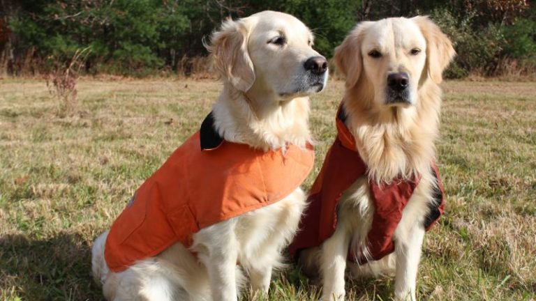 10 Best Dog Winter Coats for 2024: Keep Your Pup Warm and Stylish!