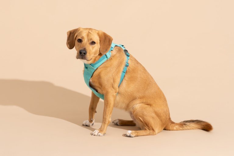 10 Best Rated Dog Harnesses of 2024: Top Picks for Your Pooch