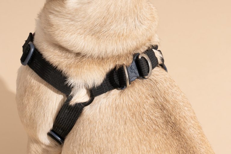 10 Best Harnesses for Dogs in 2024: Top Choices for Every Pup