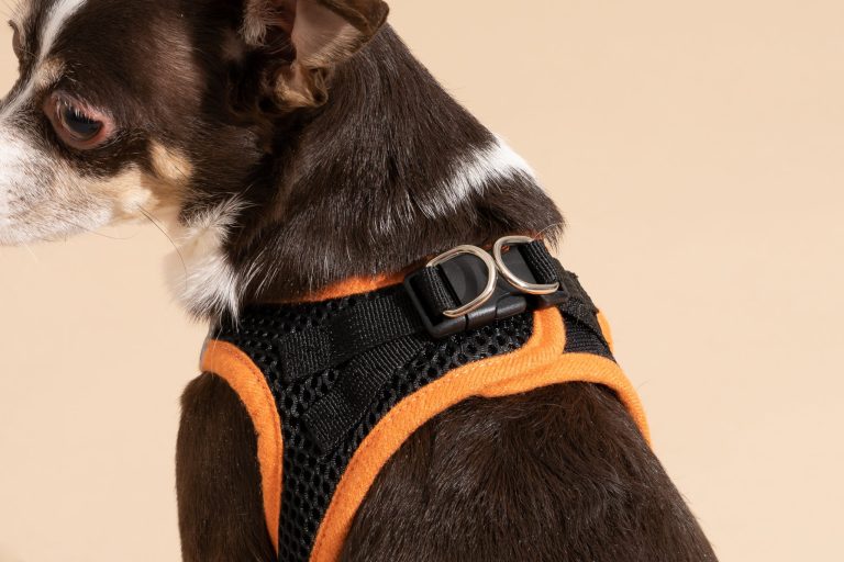 10 Best Dog Harnesses for Small Dogs: Top Picks for 2024!