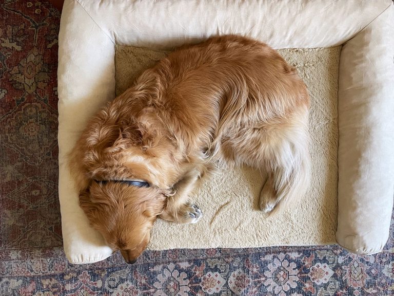 10 Best Dog Beds of 2024: Ultimate Comfort for Your Furry Friend