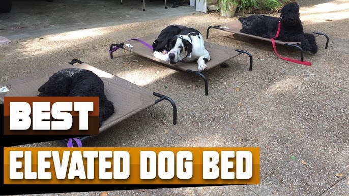 10 Best Elevated Dog Bed