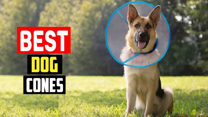 10 Best Dog Cone