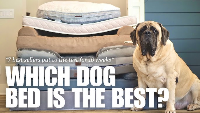 10 Best Large Dog Bed