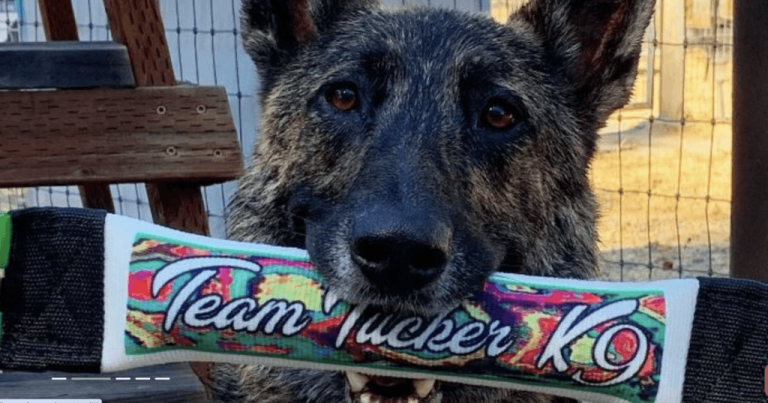 10 Best Dutch Shepherd Products for 2024: Top Picks You’ll Love