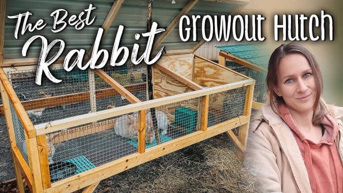 10 Best Rabbit Cage