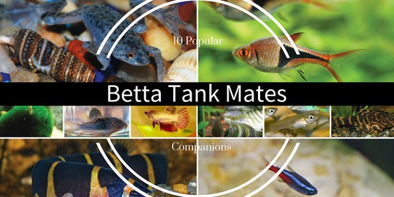 10 Best Betta Fish Tank