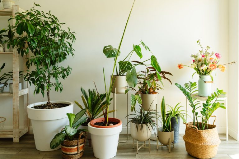 Best Indoor Plants for Home: Top Choices for 2024