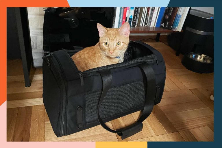 10 Best Carriers for Cats in 2024: Top Products for Your Feline Friend