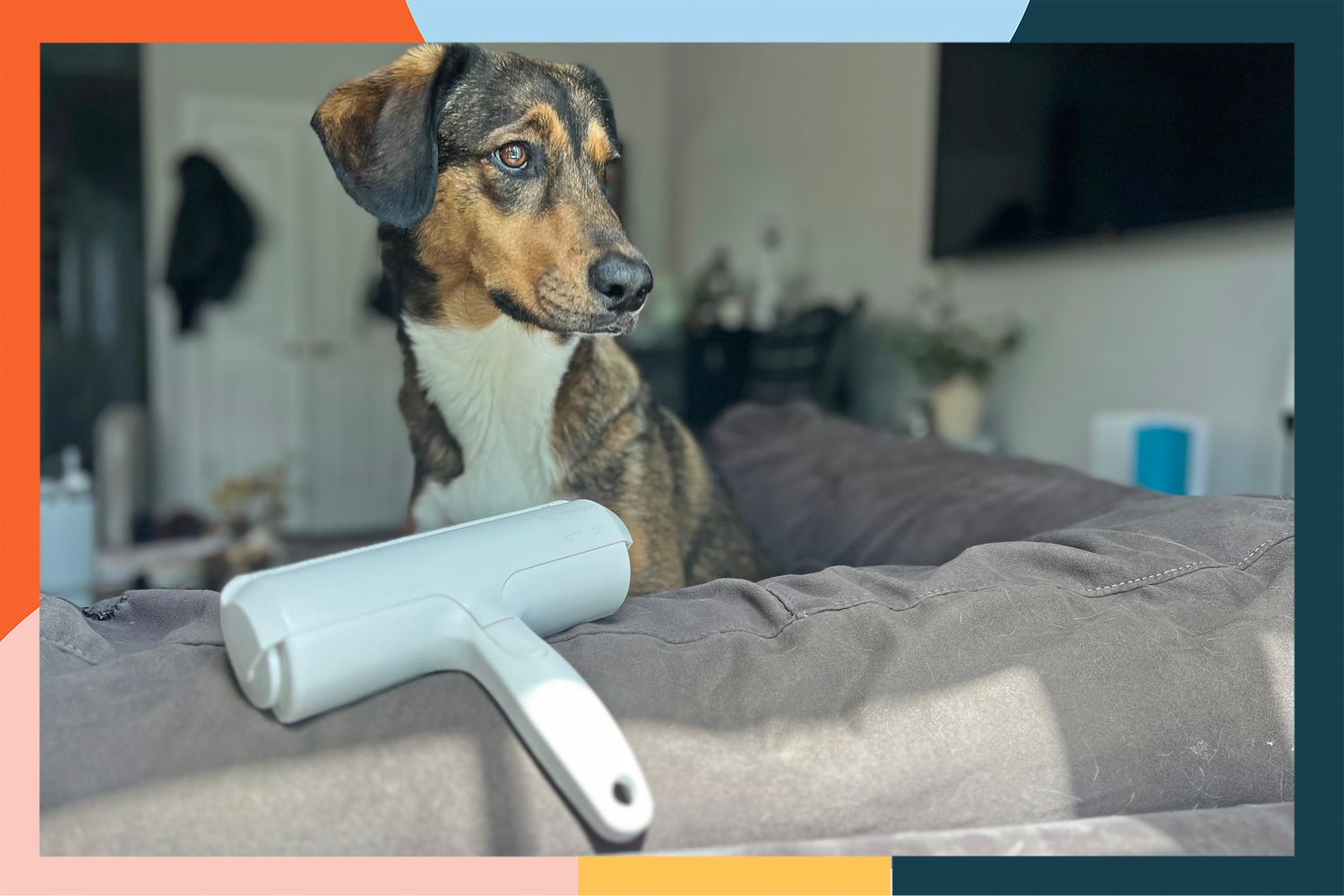 10 Best Lint Rollers for Pet Hair in 2024: Top Picks for Pet Owners