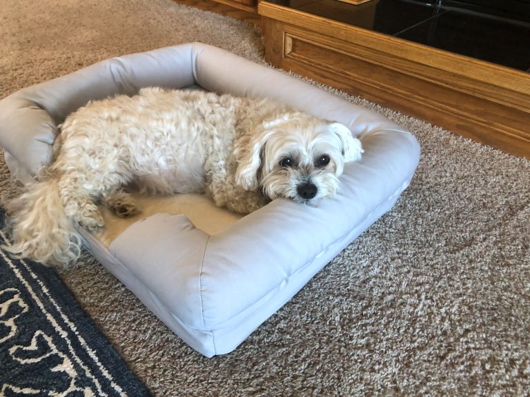 10 Best Orthopedic Dog Beds for Ultimate Comfort in 2024