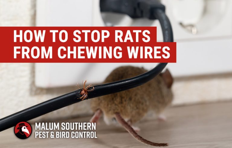 10 Best Mice Killers for 2024: Top Products to Eliminate Rodents